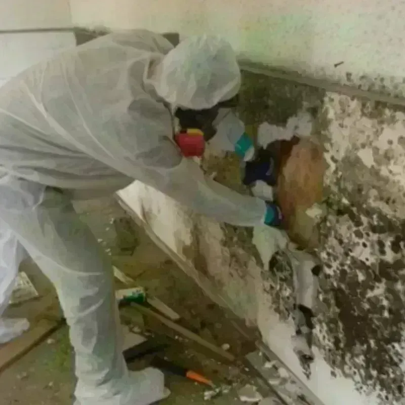 Mold Remediation and Removal in Silvis, IL